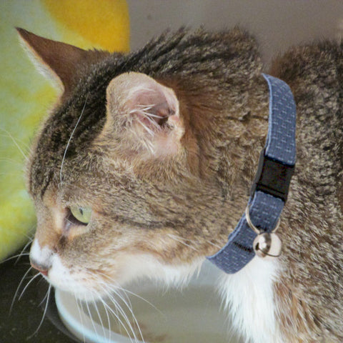 Mountain Lake Eco Recycled Cat safety breakaway collar on a cat
