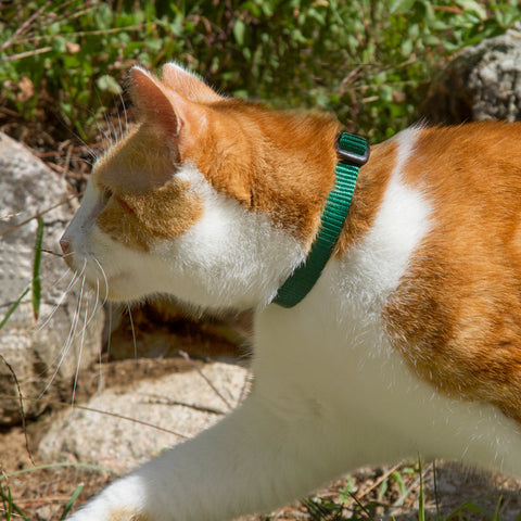 Green cat safety breakaway collar on an orange & white cat walking near the rocks and bushes