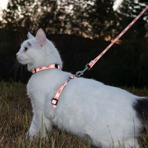 White and gray cat Finn wearing  H-Style cat harness and matching leash in Orange Diamonds Reflective Design at dusk