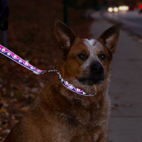 Red Healer, Cattle dog wearing reflective Pink Paws 