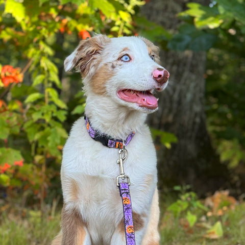 Brown and white Aussie dog Cash wearing LupinePet holiday design Trick or Treat