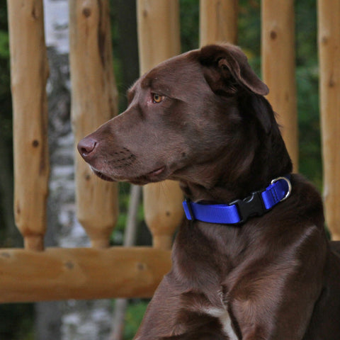 Basic Solid Blue dog collar on a lab mix dog sitting on the porch looking out