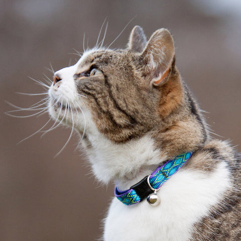 Rain Song Cat safety breakaway collar on a white and calico cat