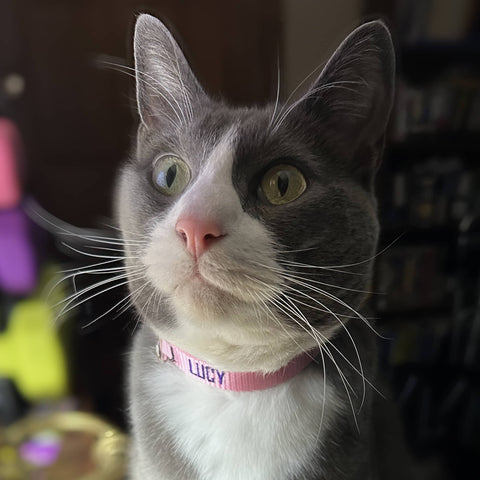 Pink Basic Solid cat safety breakaway with custom embroidery on a gray and white cat