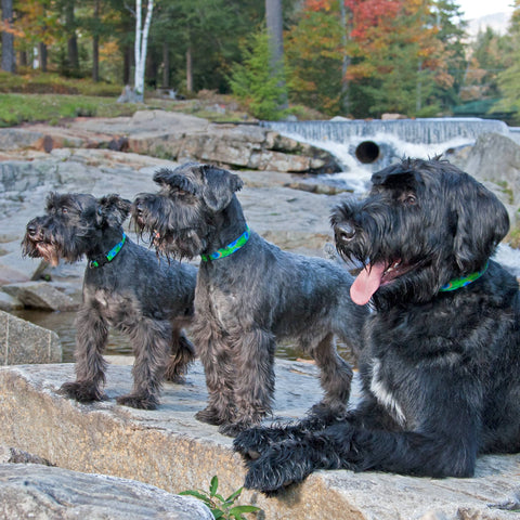 Tail Feathers Original Design dog collars on 3 schnauzers sitting on the rocks