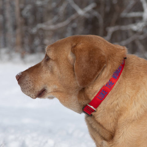 Red Basic Solid dog collar with customer embroidery on a red lab in the snow 