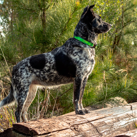 Black and white cattle dog wearing Intervale MicroBatch Limited Design