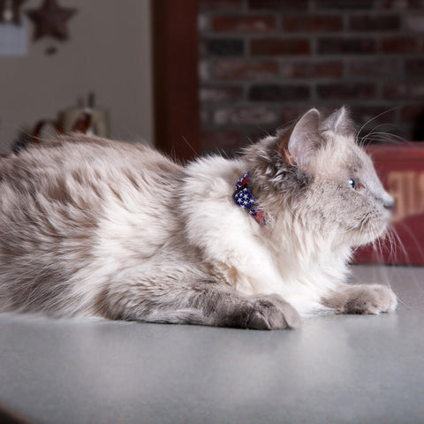 Fluffy gray cat sitting a counter wearing LupinePet cat collar in Old Glory 