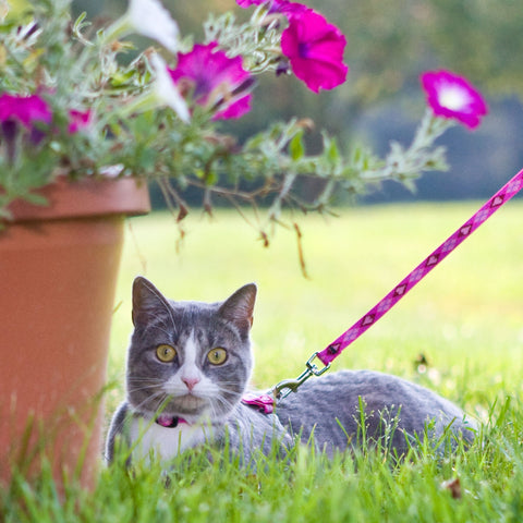 Puppy Love Original Design H-Style cat harness and leash on a gray & white cat laying in the grass net to a flower pot