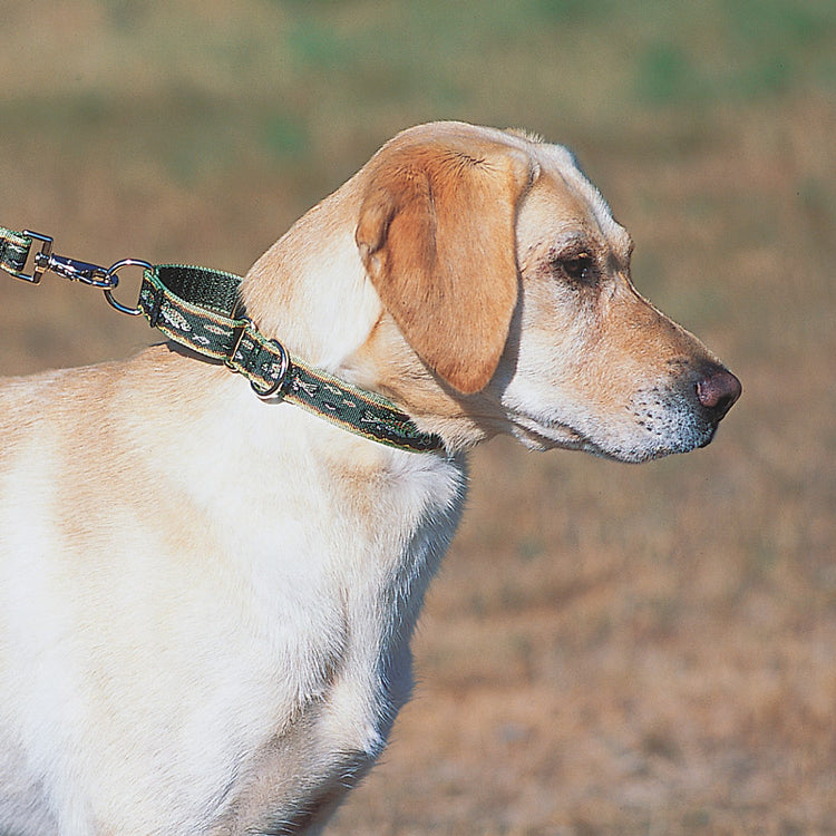 
                    
                      Martingale collars for walking and training from LupinePet. Shown in 1" wide Brook Trout.
                    
                  