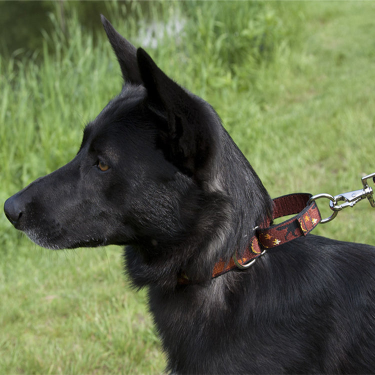 
                    
                      Martingale collar for walking and training from LupinePet. Shown in 1" wide Shadow Hunter.
                    
                  