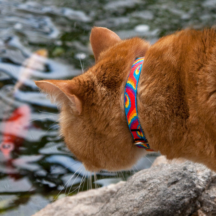 
                    
                       Tom wearing Lupine Pet breakaway safety cat collar in Original Design
                    
                  