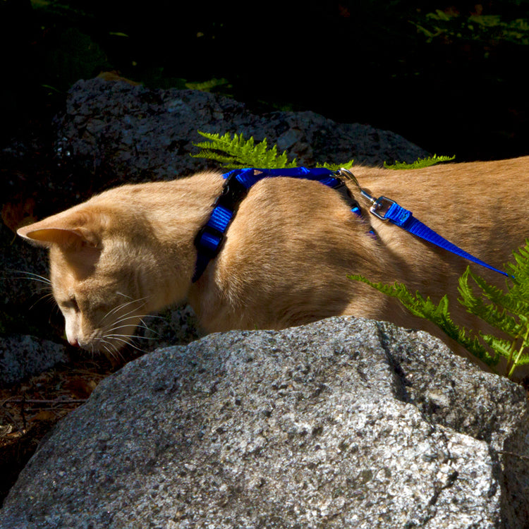 
                    
                      H-Style Cat Harness in LupinePet Basic Solids Blue. Seen here with matching Cat Leash.
                    
                  