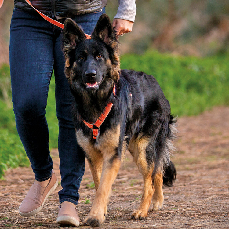 Dog Harness in traditional Roman style