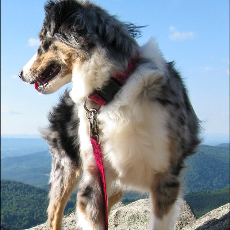 Dog collar and leash set in Lupine Pet