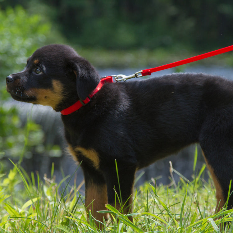 
                    
                       perfect for any adventure.
                    
                  