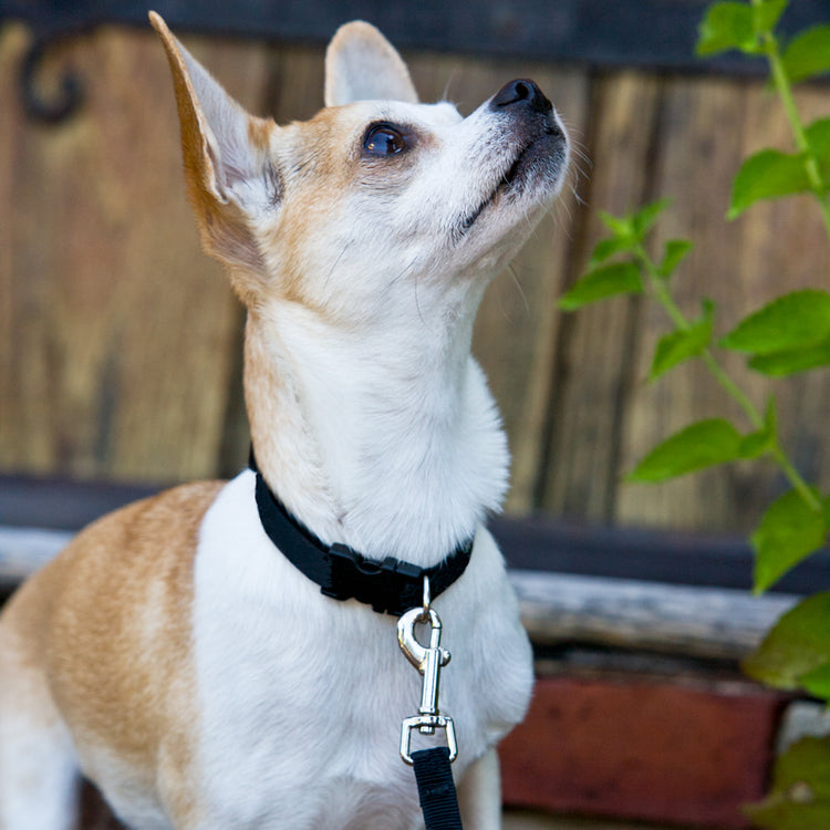 Black Dog Collar and dog leash by LupinePet