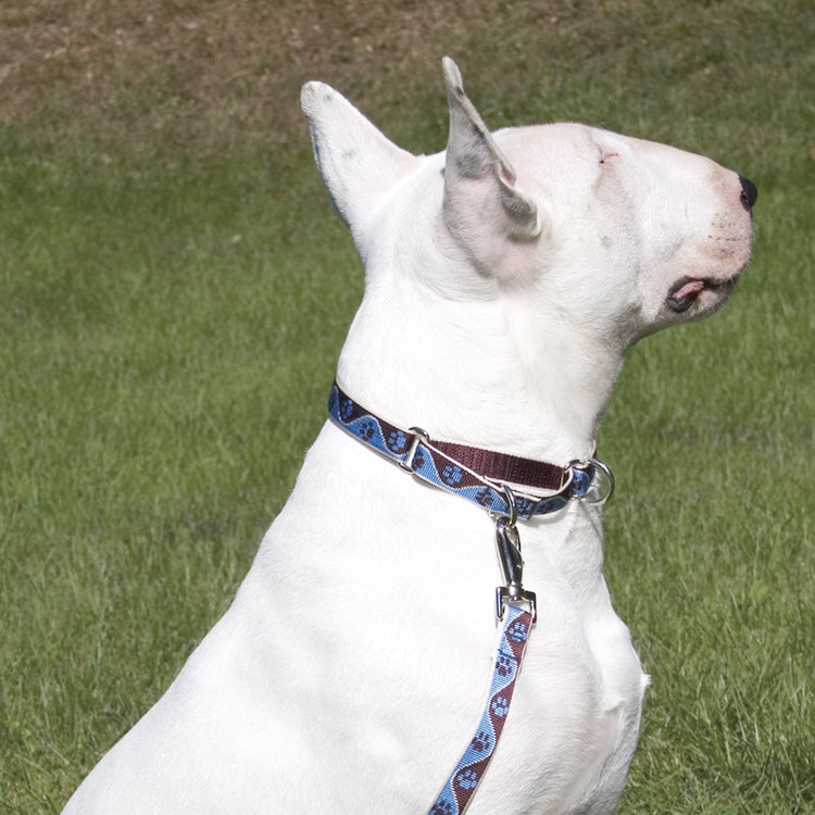 
                    
                      Martingale collar for walking and training from LupinePet. Shown in 3/4" wide Muddy Paws.
                    
                  