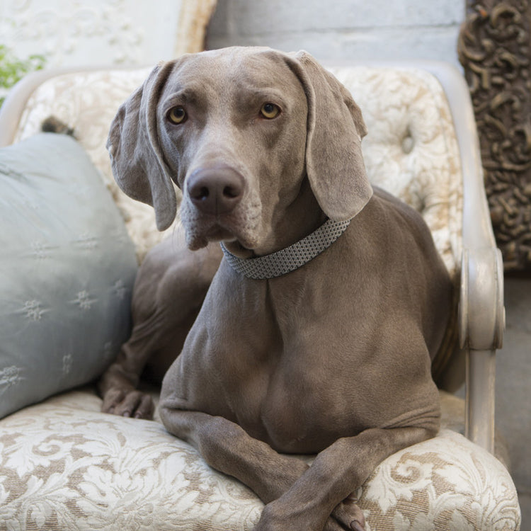 
                    
                       several colors and size ranges to fit every dog. 

                    
                  