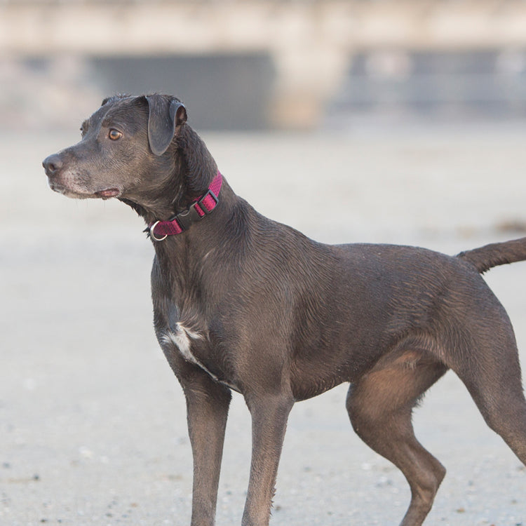 
                    
                      LupinePet Eco Recycled dog collar in Granite. Made from Recycled Plastic Bottles. 
                    
                  