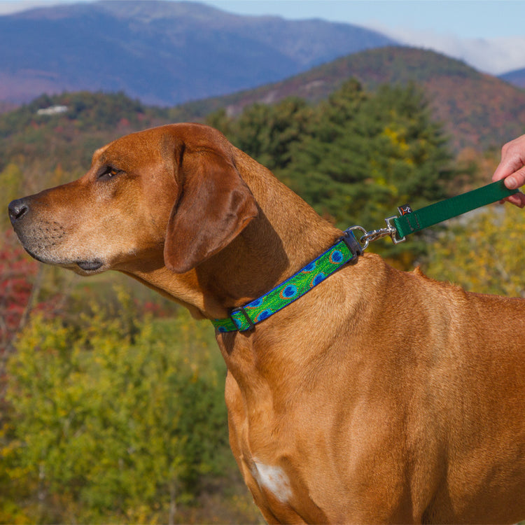 
                    
                      LupinePet Basic Solid Green Training Tab seen here with Original Designs Tail Feathers Dog Collar
                    
                  