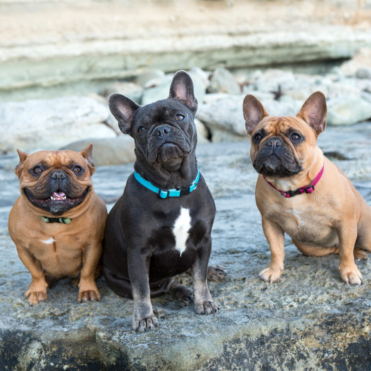 
                    
                      Eco Recycled Dog Collars by LupinePet. Available in 3 widths
                    
                  