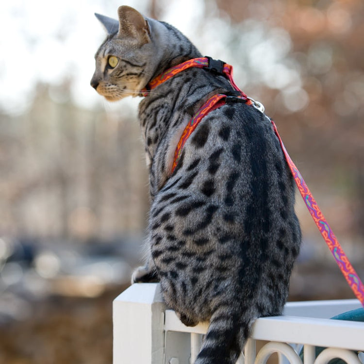 
                    
                      Cat harness and leash in LupinePet Puppy Love design. H-style harness & matching cat leash available in dozens of designs and colors. 
                    
                  