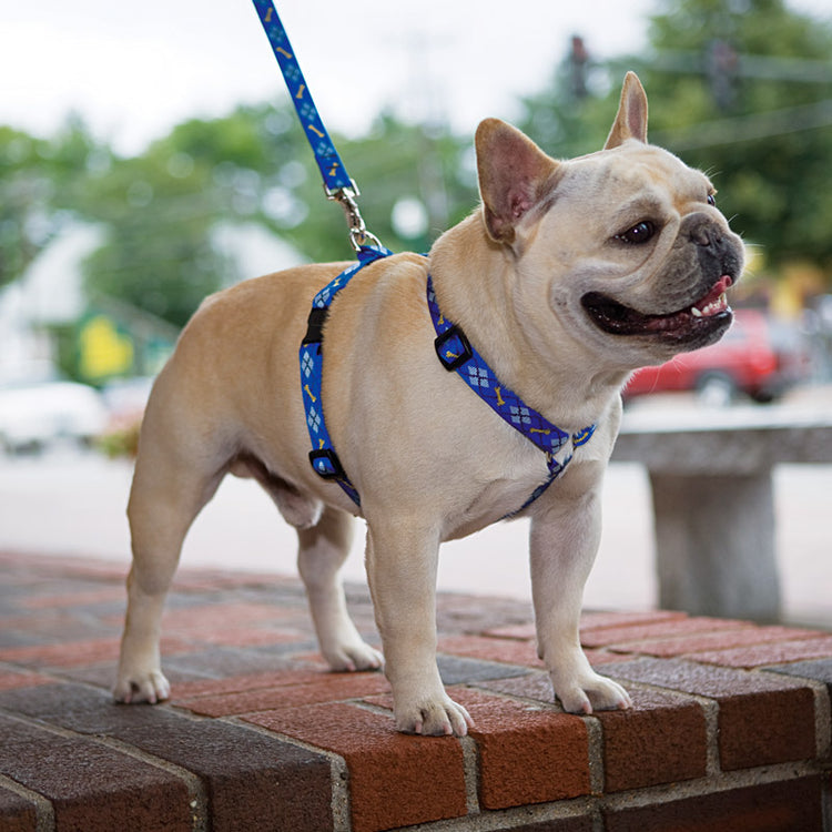 
                    
                      Beagle wearing LupinePet Roman Dog Harness in Original Design
                    
                  