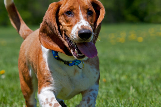 
                    
                      Adjustable dog collar on Basset Hound modeling LupinePet Dapper Dog from our Original Designs collection.
                    
                  