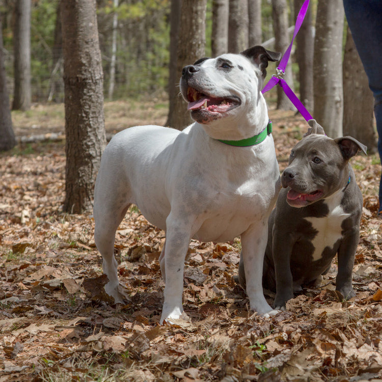 
                    
                      Dog leash coupler
                    
                  