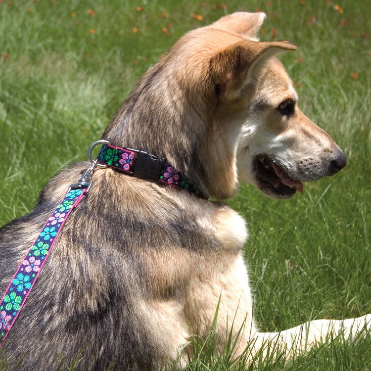 
                    
                      Designer dog collar and leash in Alpen Glow design by Lupine Pet.
                    
                  