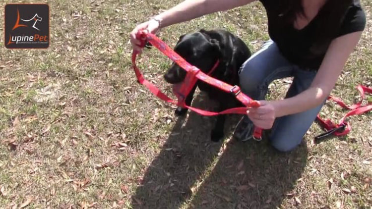 
                    
                      A women putting on 1” Step In harness, Go Go Gecko, on a black lab dog. Outside on a grassy area. 
                    
                  