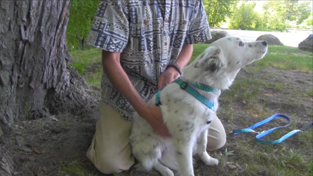 
                    
                       Puppy Love.
                    
                  