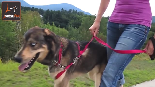 German Shepheard mix dog walking with No-Pull Plum Blossom with 4ft leash