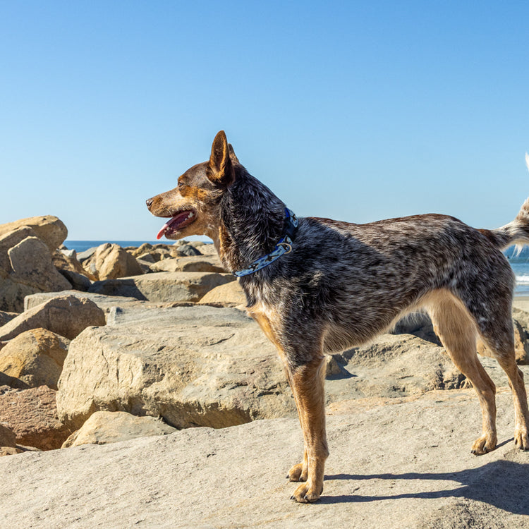 
                    
                      Australian Cattle Dog wearing LupinePet Orcas - MicroBatch Limited Design.
                    
                  