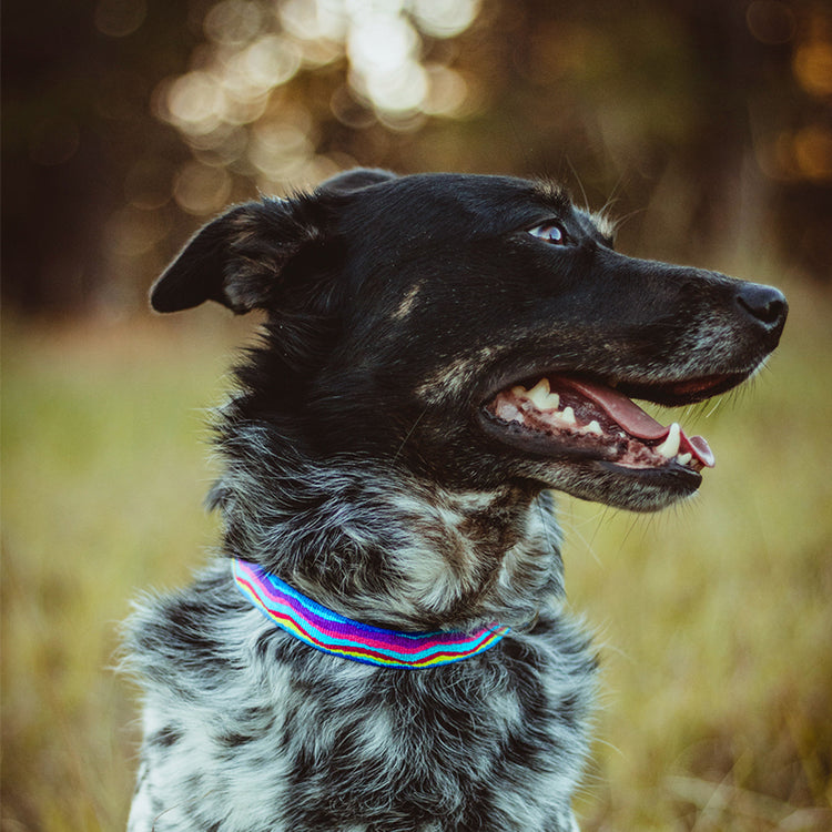 
                    
                      Dog collar in LupinePet Jelly Roll modeled by Cavalier King Charles Spaniel dog.
                    
                  