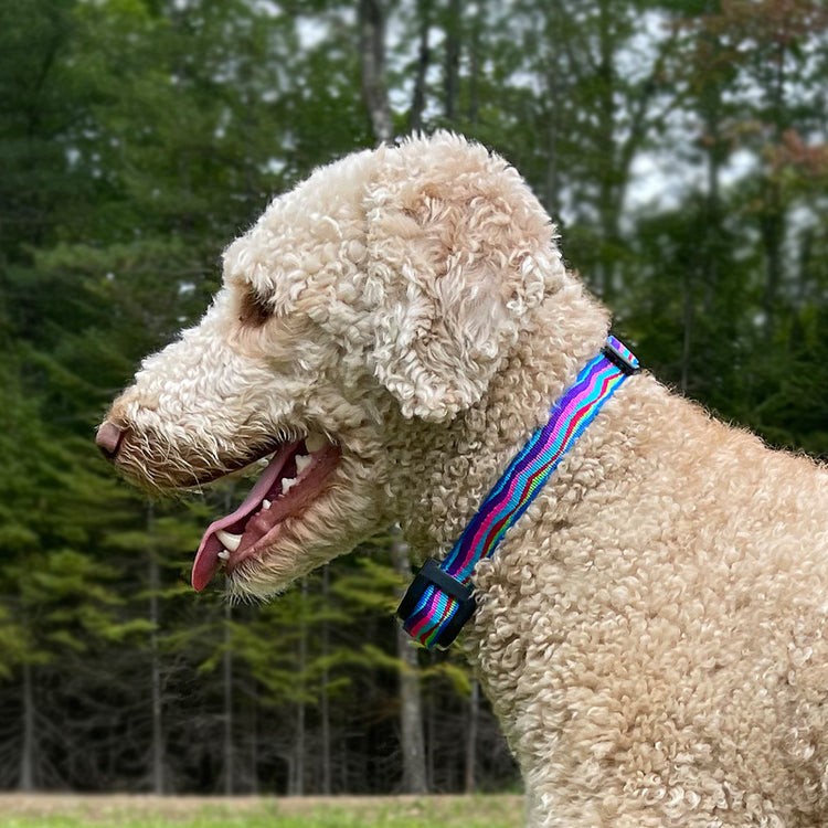 
                    
                      e-Collar replacement strap for training collars including shock collars
                    
                  
