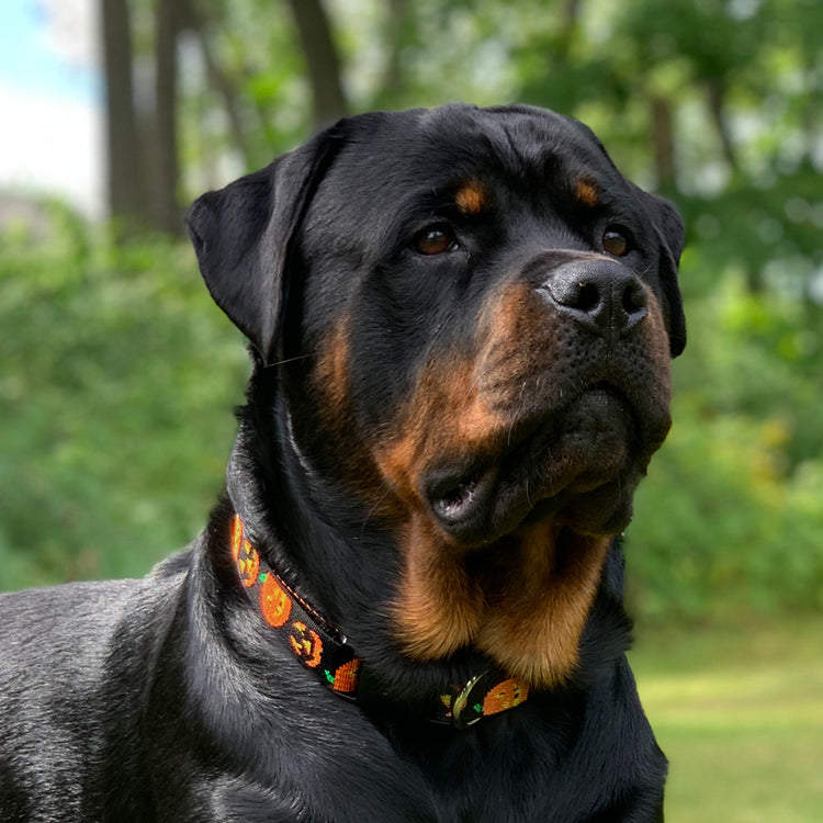 
                    
                      Jack O'Lantern halloween dog collar on Timber the Rottweiler 
                    
                  