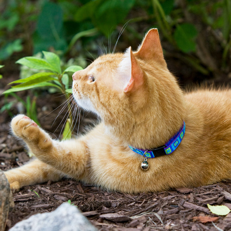 
                    
                      Cat wearing LupinePet Lollipop design
                    
                  
