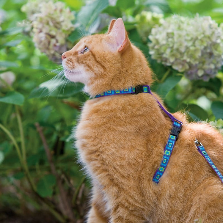 
                    
                      Cat wearing LupinePet Sea Glass design H-style cat harness & matching cat leash.
                    
                  