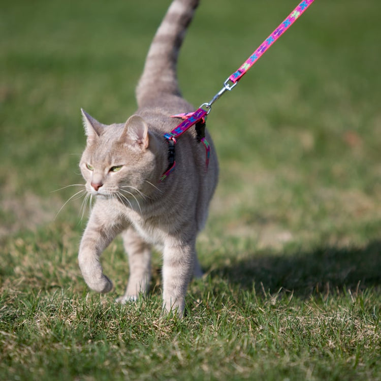 
                    
                      H-style cat harness & matching cat leash in LupinePet Original Design
                    
                  