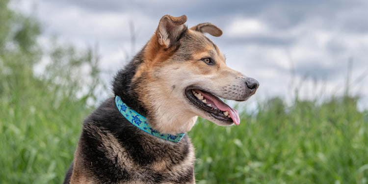Brown and black dog wearing an aqua and blue turtle design dog collar. Sitting in the grass with blue sky background.