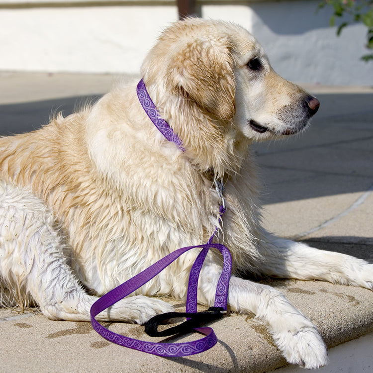 
                    
                      Bling Bonz dog collar and leash by Lupine Pet.
                    
                  