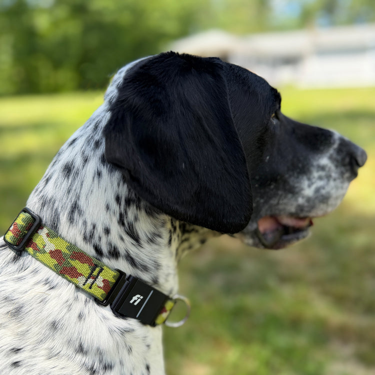 GSP Dog wearing a green and brown camp Fi collar with a blurred green background