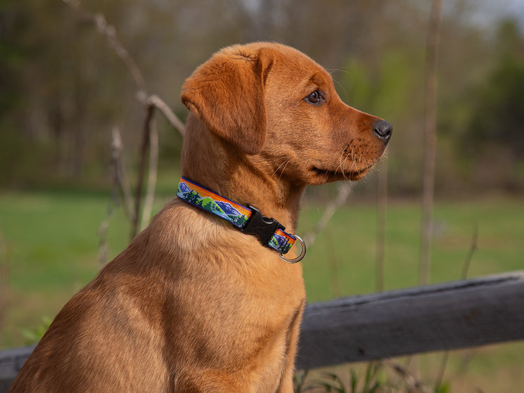 Red Lab dog wearing a LupinePet High Country dog collar sitting by a wooden fence with a blurred natural background