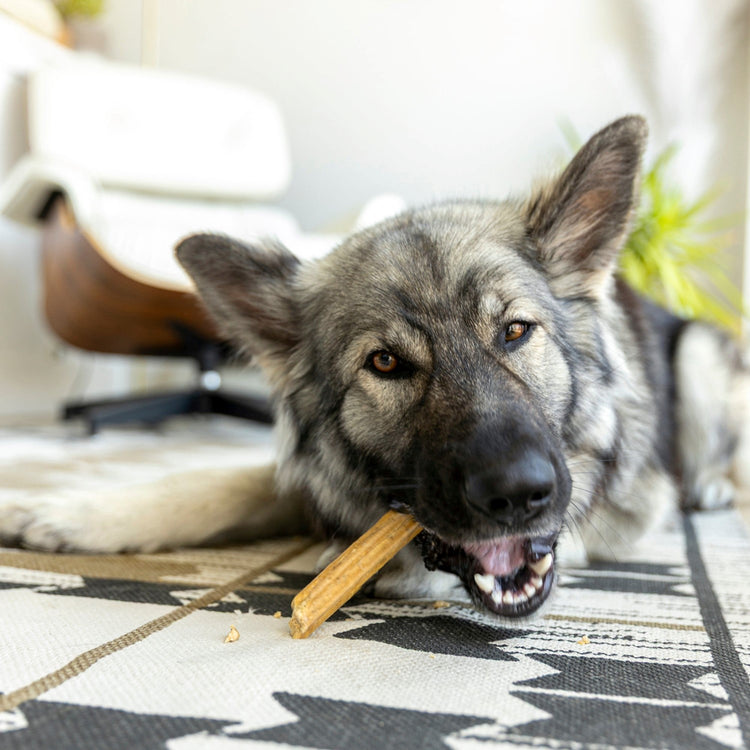 German Shepherd chewing a West Paw Dental Stick