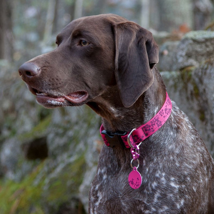 Bella wearing Plum Blossom Pet ID Tag