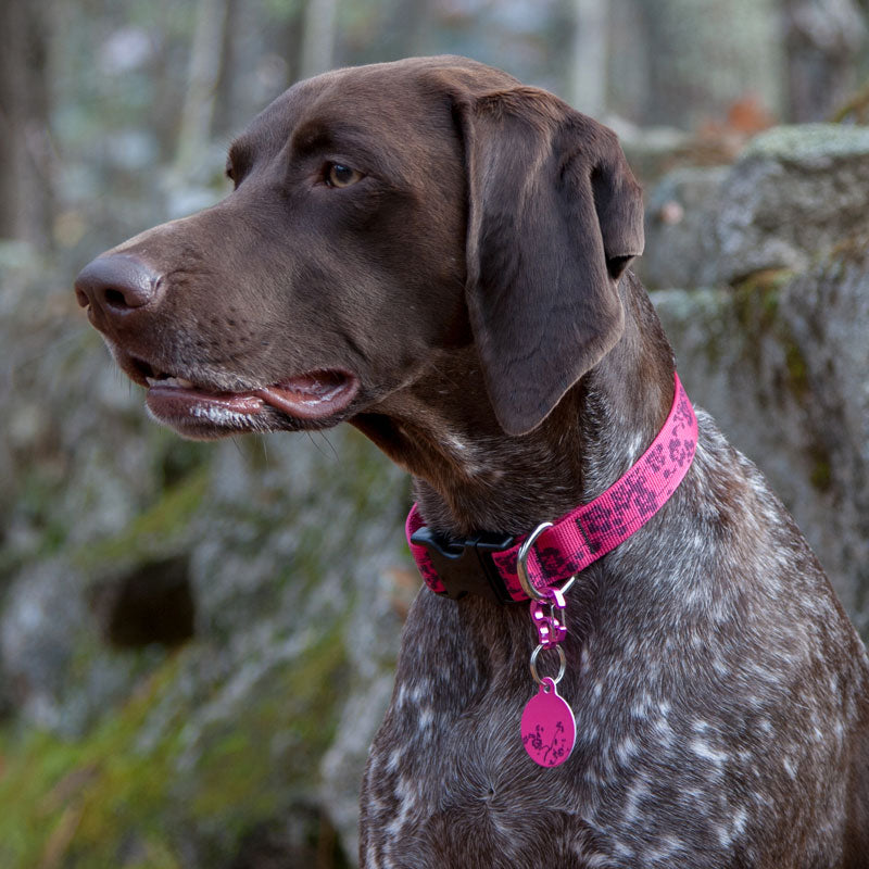 Bella wearing Plum Blossom Pet ID Tag
