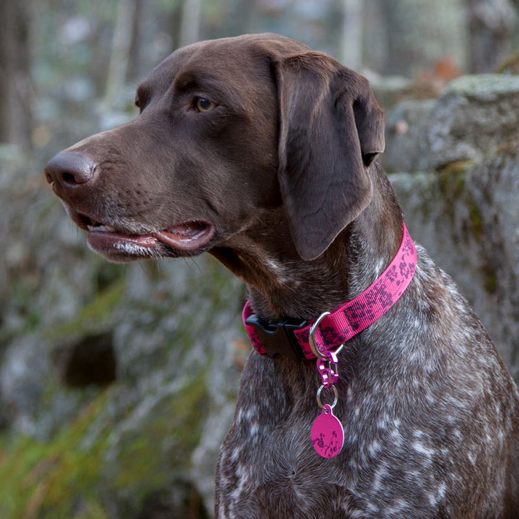 Bella wearing Plum Blossom Pet ID Tag