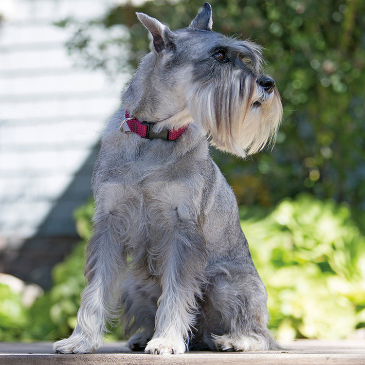 
                    
                      Miniature Schnauzer modeling LupinePet Eco color Berry dog collar.
                    
                  